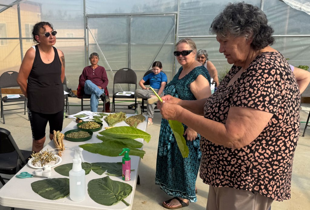 Growing Sovereignty Through&nbsp;Tobacco